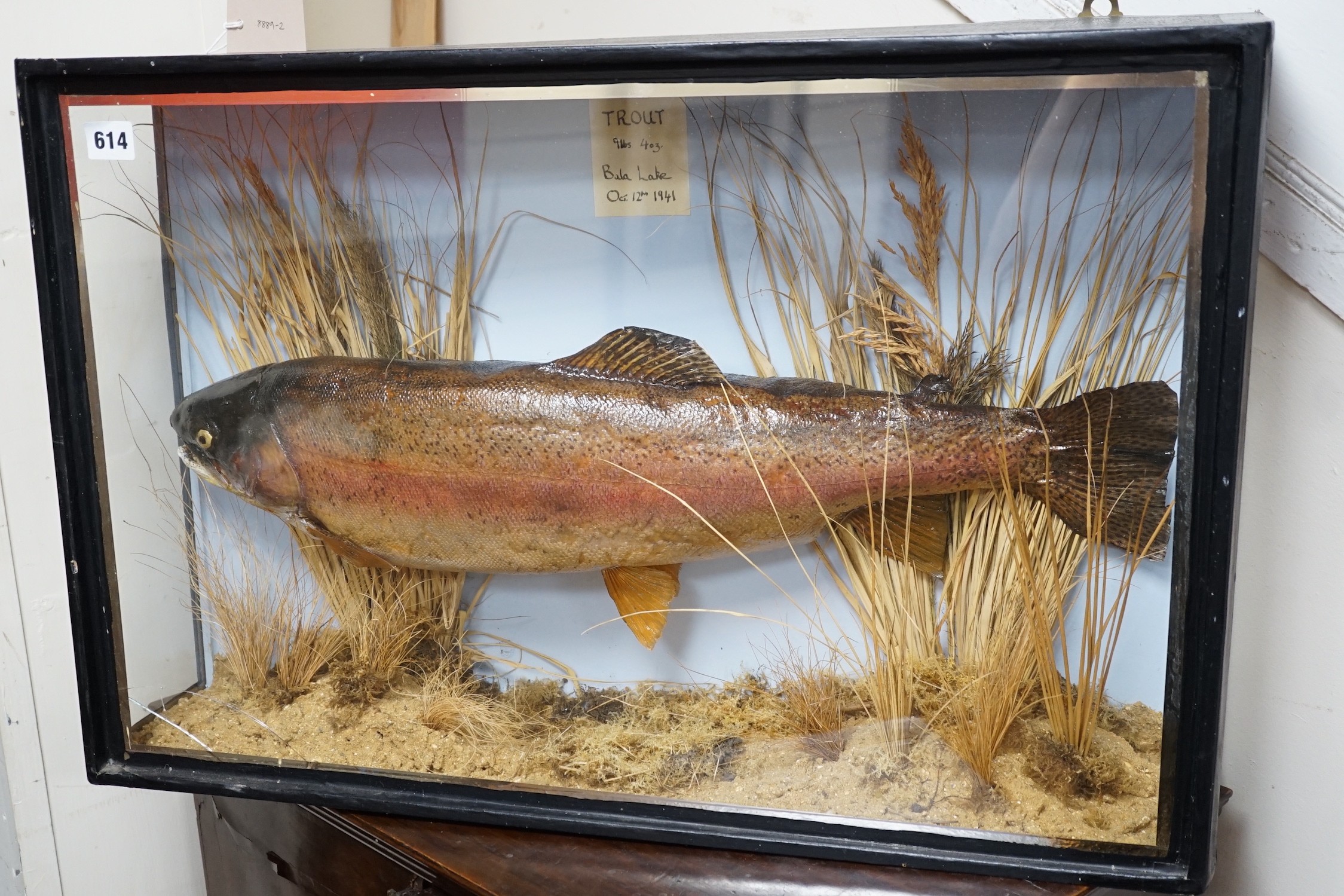 A cased taxidermic trout in glazed case, label reads ‘TROUT 9lbs 4oz. Bala Lake Oct 12th 1941’ case 69cm long, height 46cm